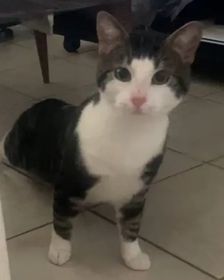 chat reunited   08200 Sedan TITOU