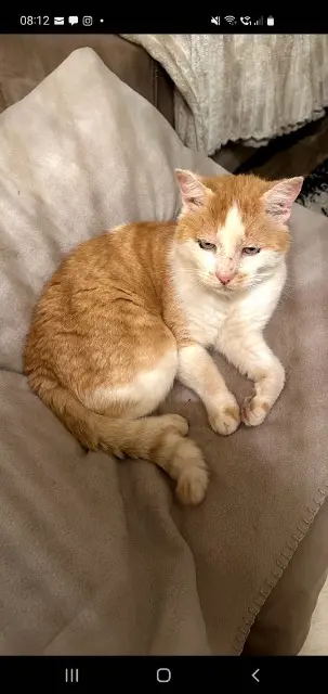 chat reunited   09190 Saint-Lizier Harry