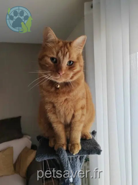 chat reunited   10600 La Chapelle-Saint-Luc Filou