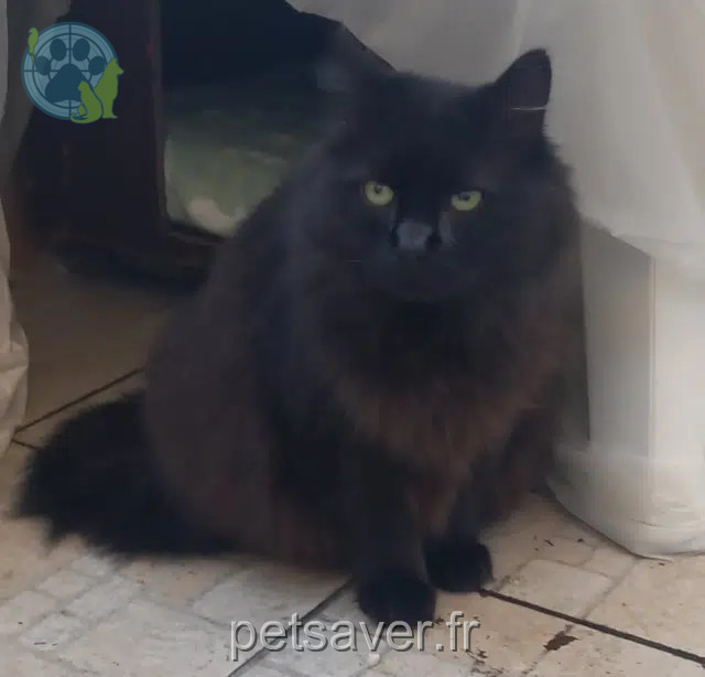 chat reunited 10300 Sainte-Savine Frimousse