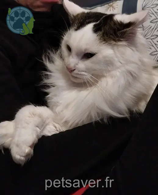 chat reunited   10370 Villenauxe-la-Grande Junior