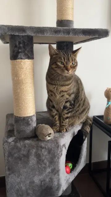 chat reunited   10120 Saint-André-les-Vergers Mihawk