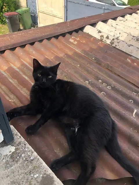 chat reunited   10600  Mimi