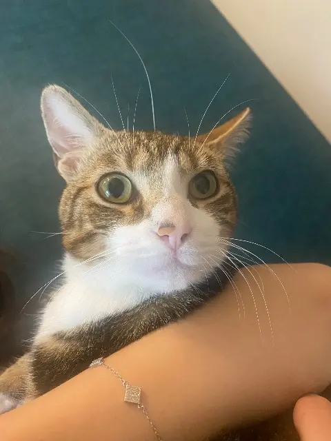 chat reunited   10600 La Chapelle-Saint-Luc NALO