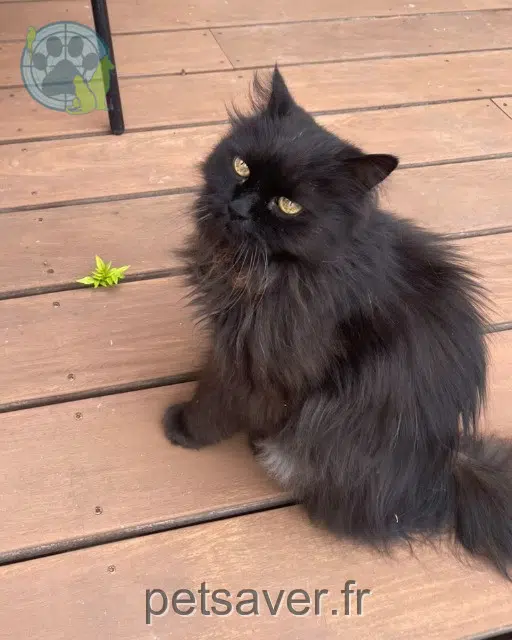 chat reunited   10300 Sainte-Savine Oscar
