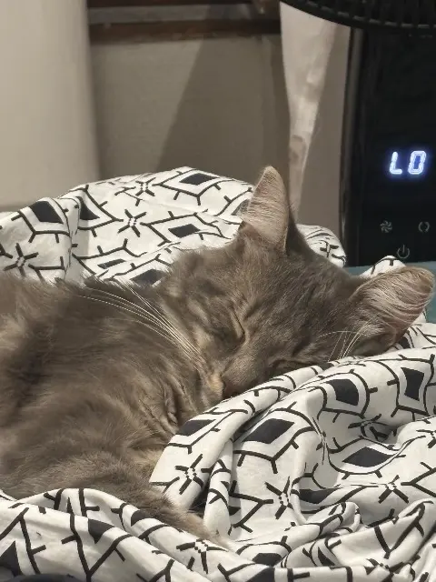 chat reunited   10100 Romilly-sur-Seine Ozyris