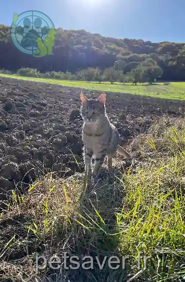 Chat Perdu 10 Aube - Paco Chat Perdu 10 Aube - Paco