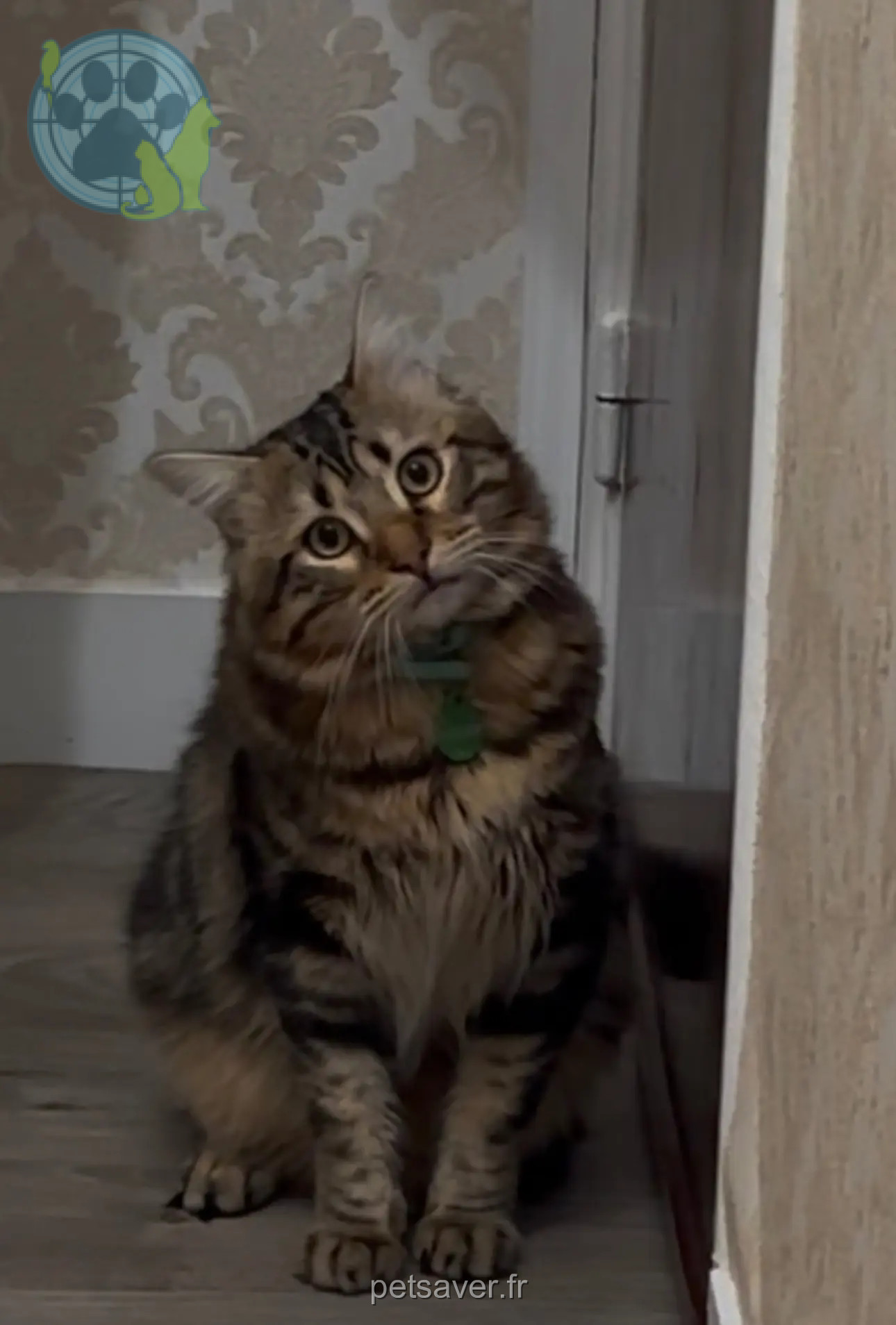 kater teruggevonden Villa Mon Logis 10800 Saint-Julien-les-Villas Poussik kater reunited Villa Mon Logis 10800 Saint-Julien-les-Villas Poussik