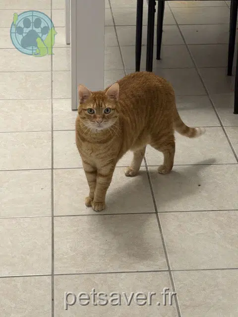 chat reunited   10230 Mailly-le-Camp Shoyo