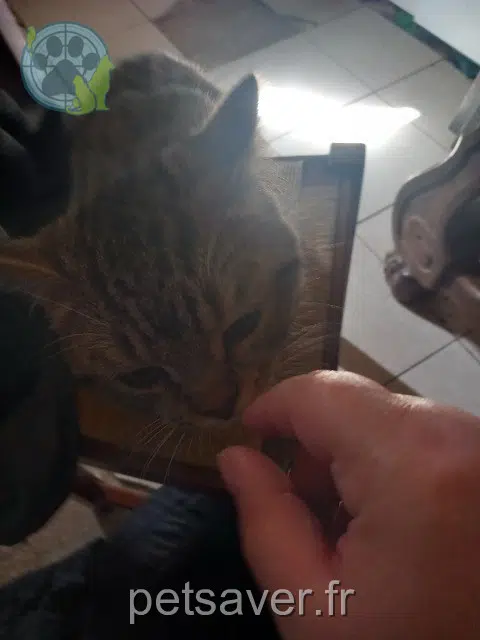 chat reunited 10500 Lesmont Tigrou