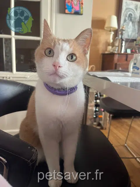 chat reunited 10000 Troyes Simba