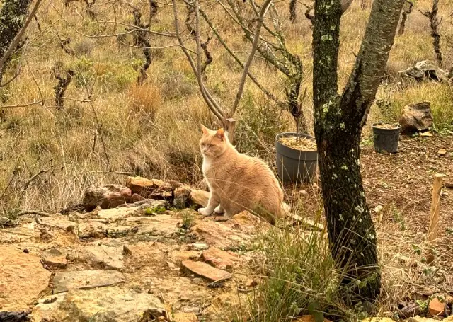 chat reunited   11200 Fabrezan Amar