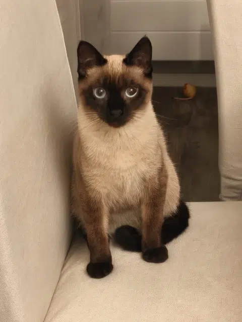 chat reunited   11510 Fitou Aïko