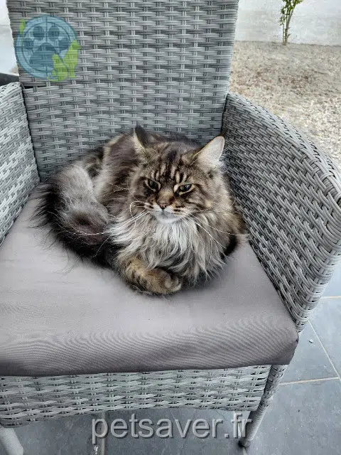 chat reunited 11130 Sigean Cooky