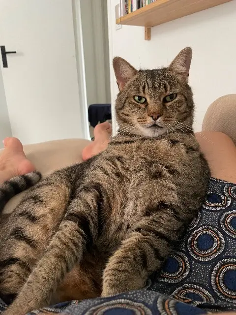 chat reunited   11100 Narbonne Marley