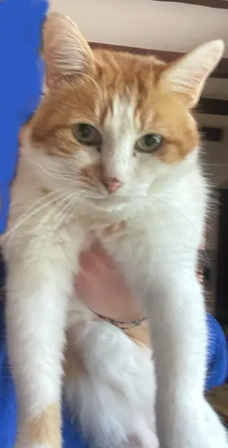 chat reunited   11100 Bages Mimi Roux