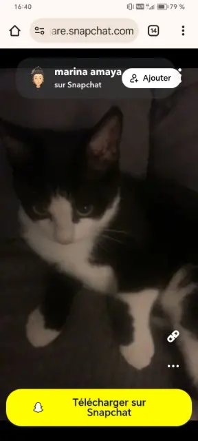 chat reunited   11200 Lézignan-Corbières Minouna