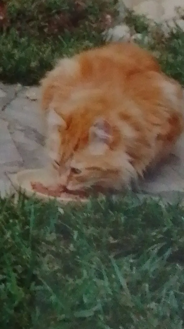chat reunited   11300 Malras Ned