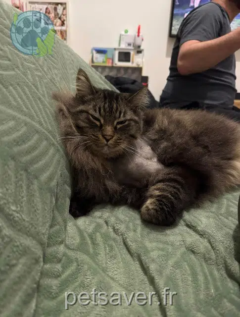 cat reunited   11540 Roquefort-des-Corbières Pepito