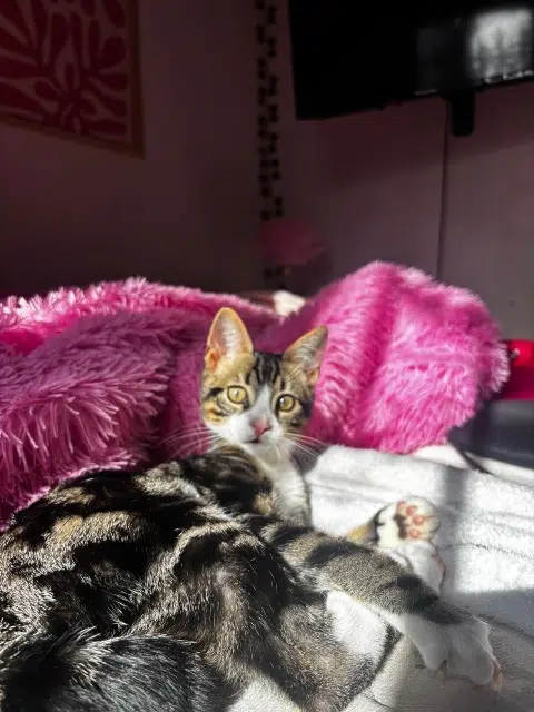 chat reunited   11700 Pépieux Pikatchu