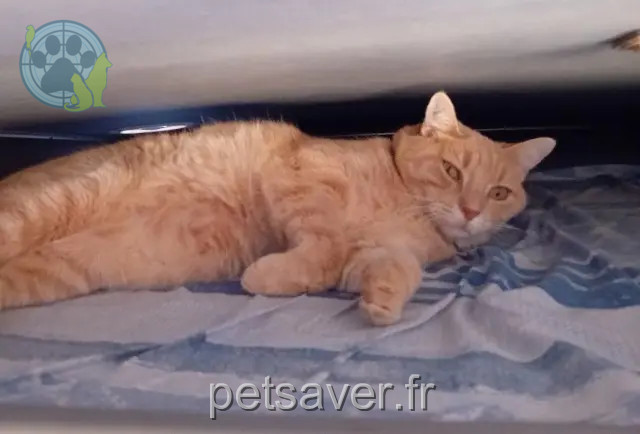chat reunited   11480 La Palme Rosalio