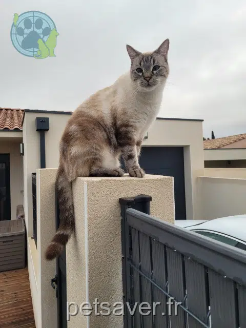 gato reunited   11120 Saint-Nazaire-d'Aude Saphyr