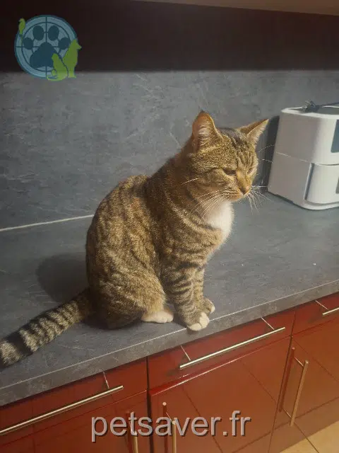 chat reunited 11800 Trèbes Simba