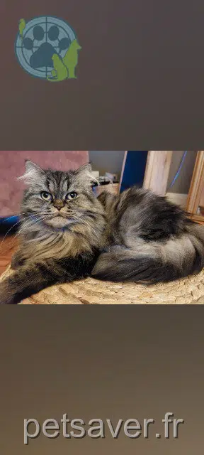 gatto reunited 12210 Laguiole Kawaii