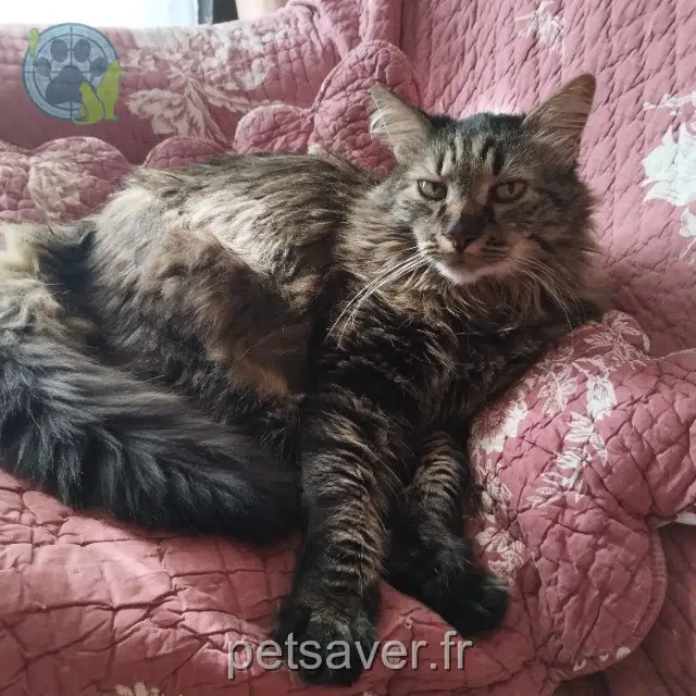 chat reunited 12170 Durenque Kiki