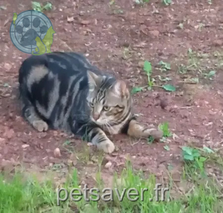 chat reunited     Voyou