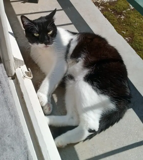 chat reunited    Aix-en-Provence Ninou