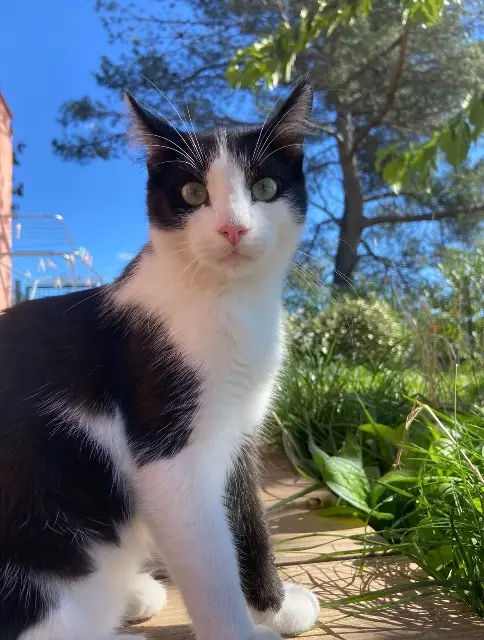 chat reunited    Aix-en-Provence Pépito