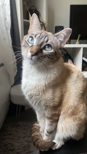 chat reunited    Aix-en-Provence Youki