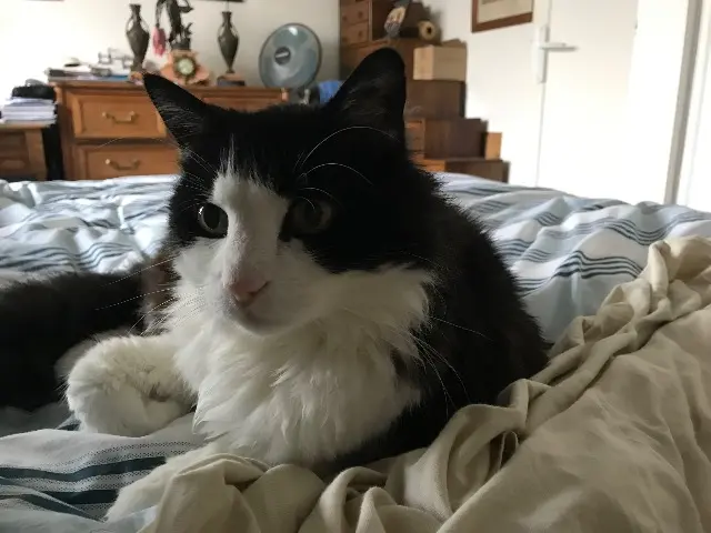 chat reunited    Aix-en-Provence Fanta