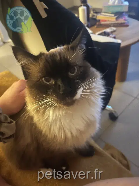 chat reunited Aix-en-Provence Cappuccino