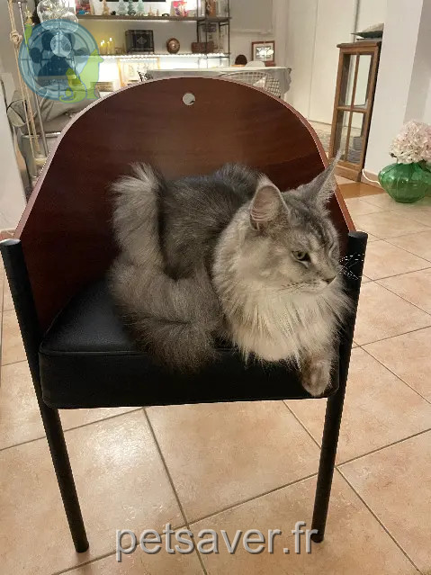 gato reunido 13540 Aix-en-Provence gato reunited 13540 Aix-en-Provence