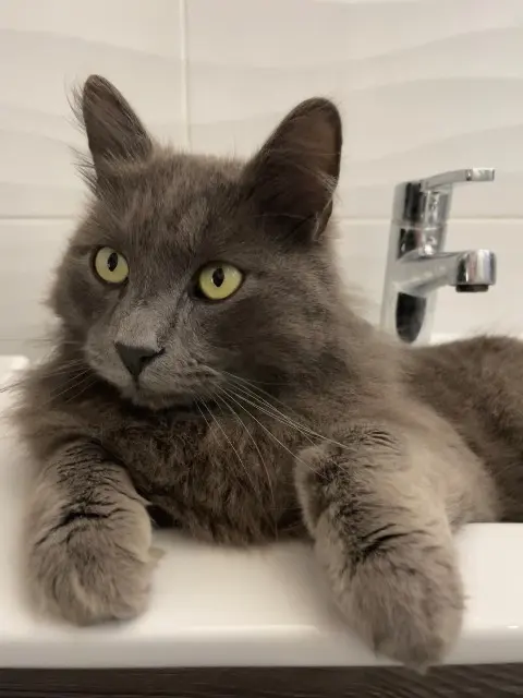 chat reunited    Aix-en-Provence Malone