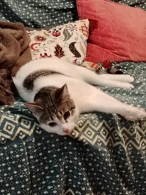 chat reunited    Aix-en-Provence Vodka