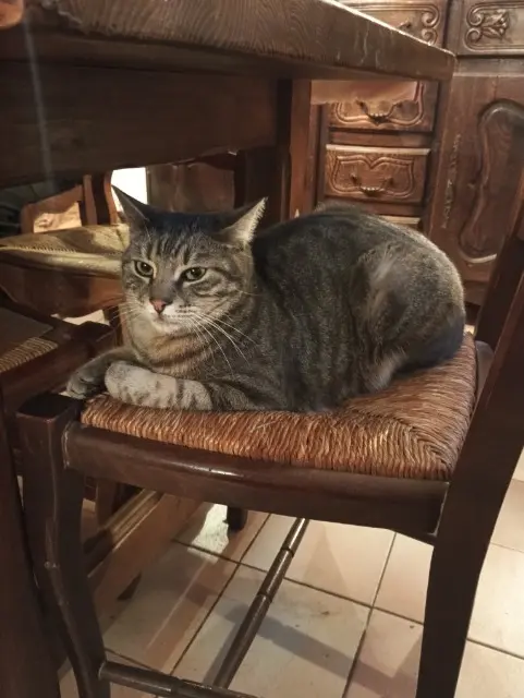 chat reunited   13920 Saint-Mitre-les-Remparts Alduin