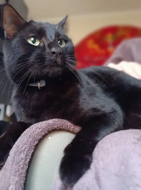 chat reunited    Istres Atlas