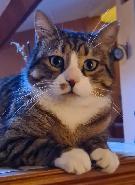chat reunited   13320 Bouc-Bel-Air BALOO