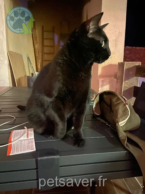 chat reunited 13710 Fuveau Batman