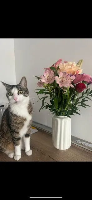 chat reunited   13680 Lançon-Provence Beely