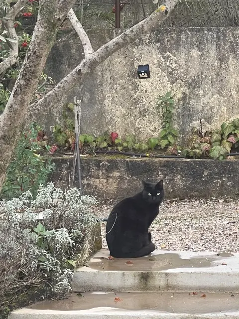 chat reunited   13840 Rognes Blackou