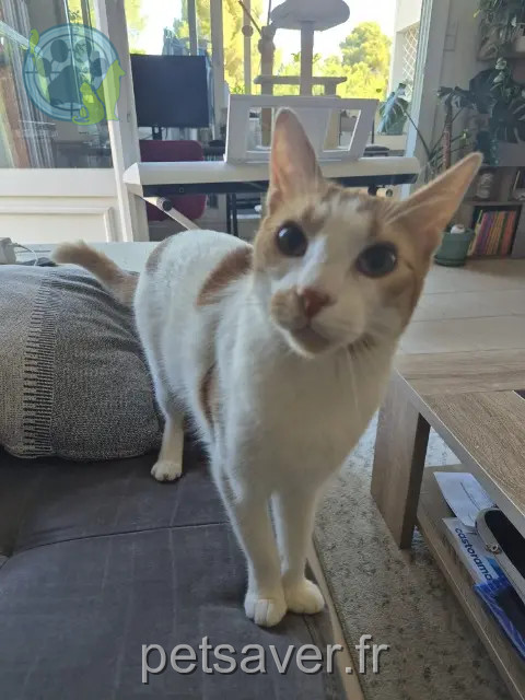 chat reunited   13127 Vitrolles Caramel