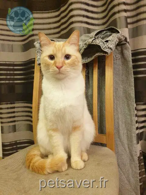chat reunited 13500 Martigues Chablis