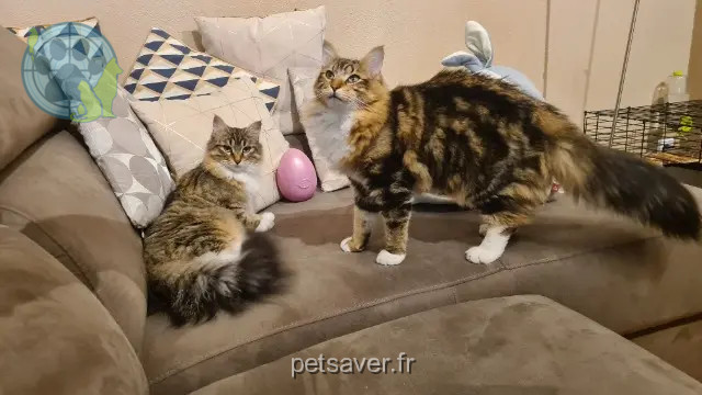 gatto reunited 13710 Fuveau Chamallow