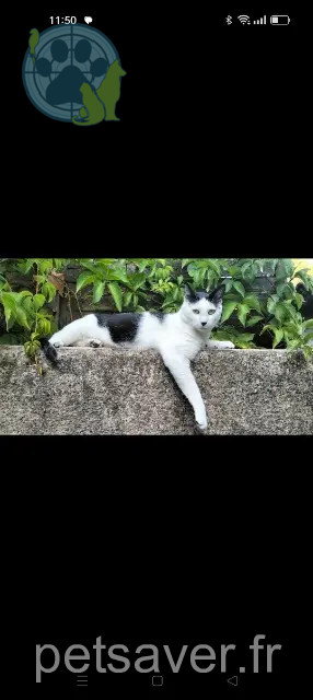 chat reunited   13190 Allauch Domino