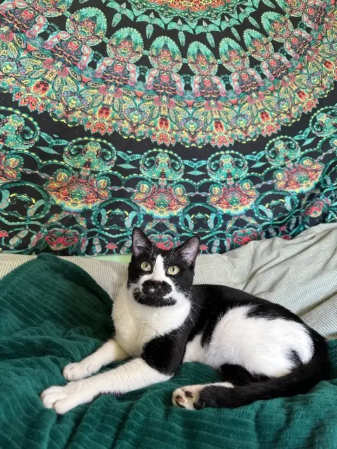 chat reunited   13840 Rognes Domino