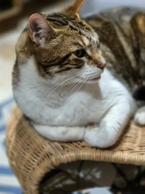 chat reunited   13710 Fuveau Doug